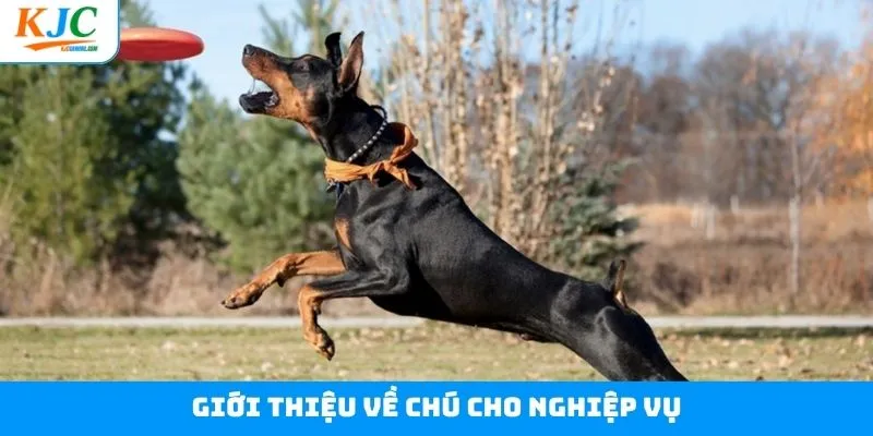 Nét chính về chú chó nghiệp vụ thông minh